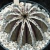 Uebelmannia_pectinifera_2